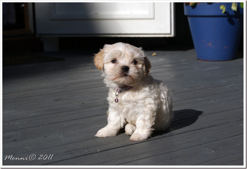 SONY DSC