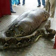 See The Woman Swallowed By Giant Python In Indonesia 