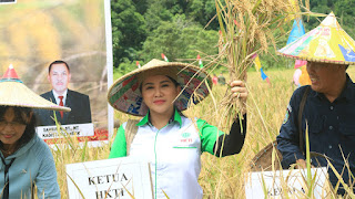 Ketua HKTI dan Pj Bupati Landak Panen Raya Padi Dusun Serimbu, Produksi Capai 6 Ton Setahun