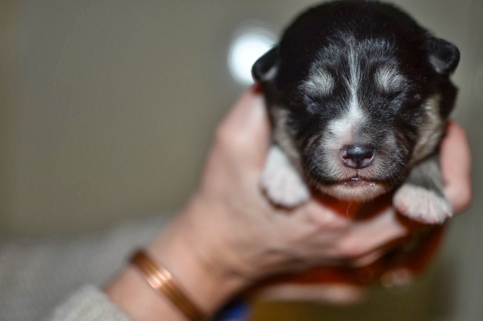 finnish lapphund puppy