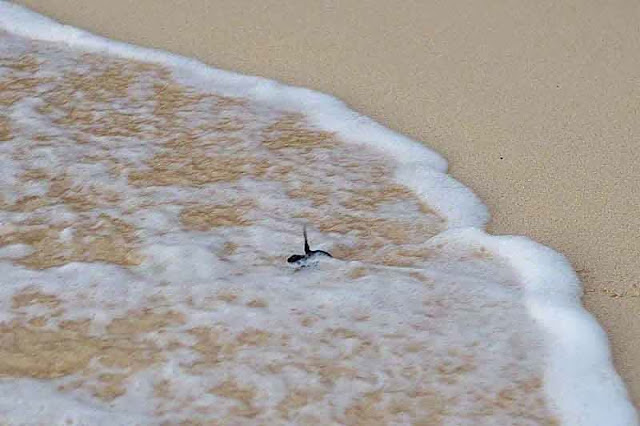 baby sea turtle swims in tide