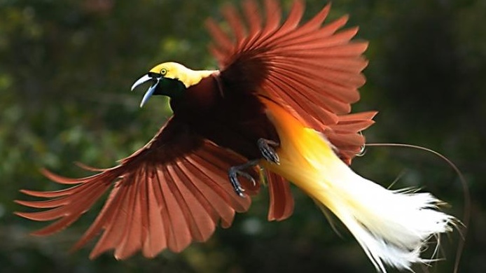  Cendrawasih  Burung  Tercantik di Dunia dari Papua 