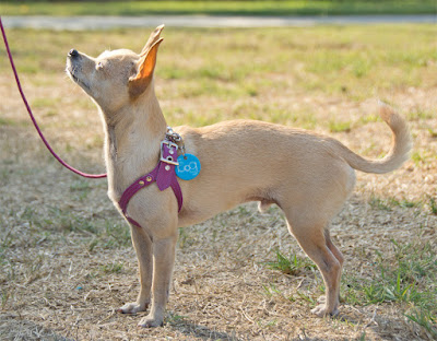 proudly announce your dog's gender so everyone stops getting it wrong