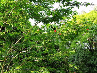 Scarlet Wrightia - Wrightia coccinea