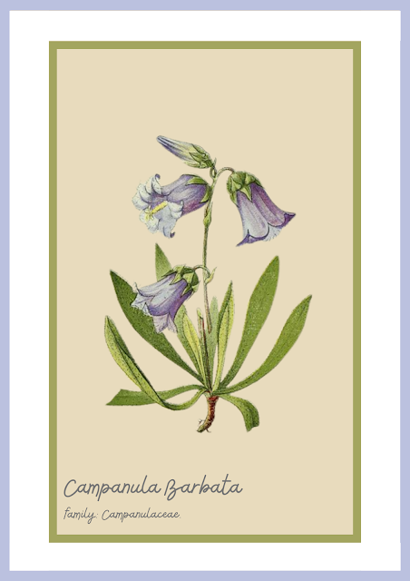 Botanical Prints {Free Printables}