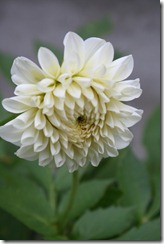 bloggebilder 029