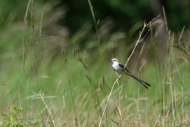 Scissor-tailed Flycatcher at Marie Curtis Park