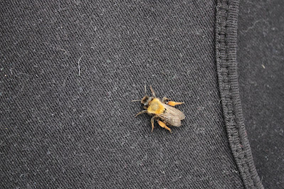 Zwart-Rosse Zandbij - - Andrena clarkella