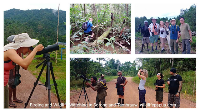 tourists were watching birds in west papua