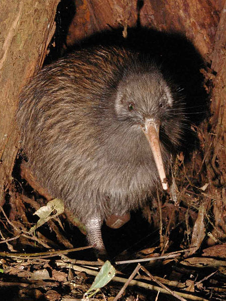 Beautiful,cute ,little and brown kiwi. little kiwi is running position ,wallpaper,pitcher,images 