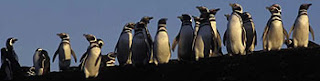  Patagonia Punta Tombo de la Costa Patagónica Puerto Madryn, Península Valdés