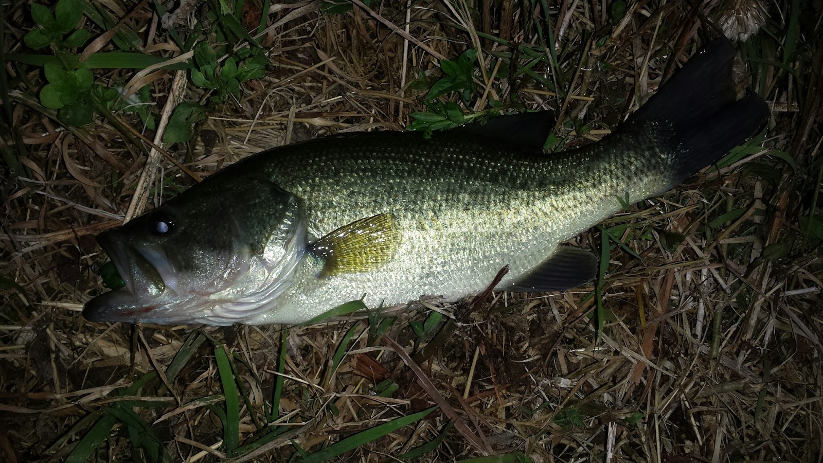 Scienceguyorg Ramblings: Low Investment Bass Fishing