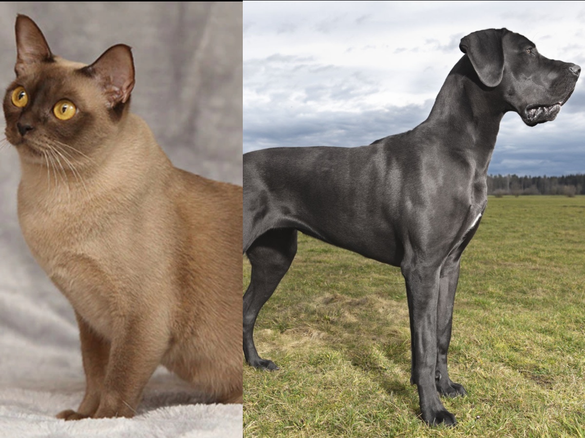 A Burmese cat and a Great Dane