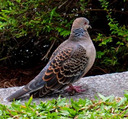 Oriental turtle dove - Streptopelia orientalis