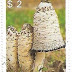 1988 - Guiana - Coprinus comatus