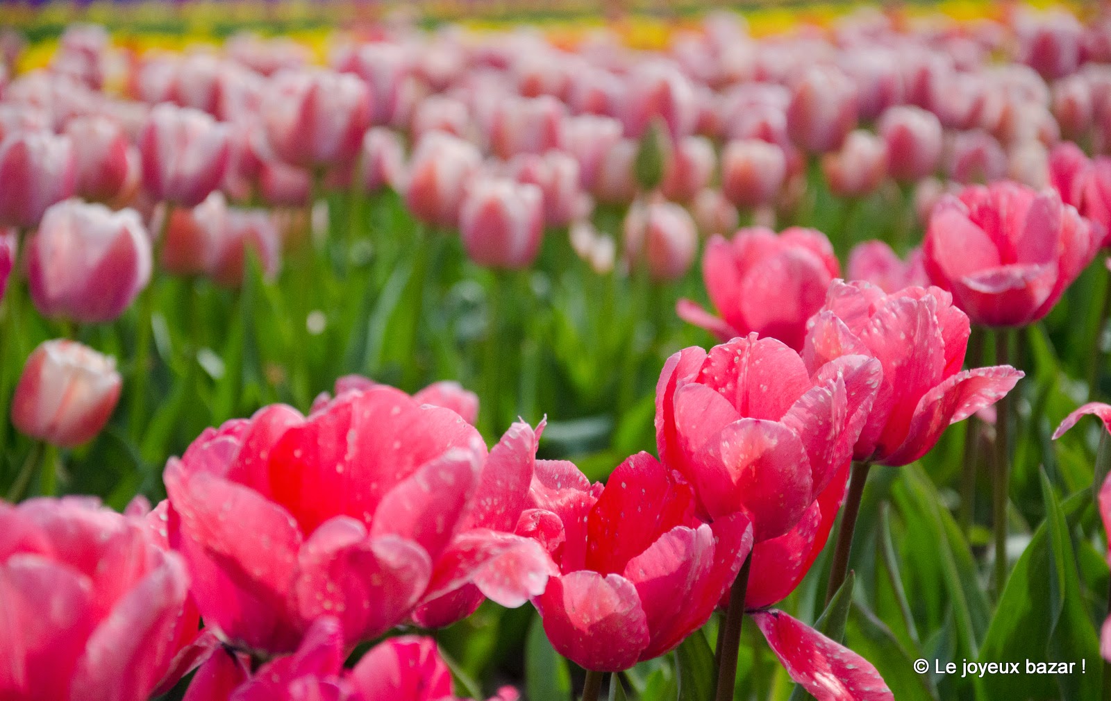 Bretagne - La Torche - champs de tulipes