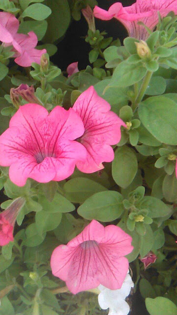 petunias rosas