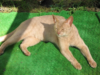 Fawn Abyssinian Cat