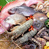 Hầu hết thủy hải sản ở Hà Nội nhiễm kim loại nặng