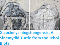 http://sciencythoughts.blogspot.co.uk/2015/12/xiaochelys-ningchengensis-sinemydid.html