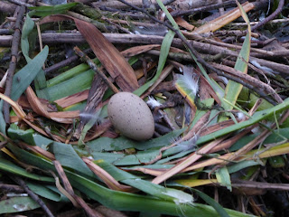 Coot egg