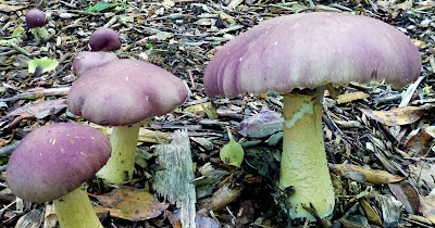 mushrooms, unknown variety