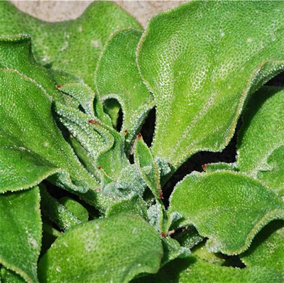 Le jardin de Pestoune: La ficoïde glaciale