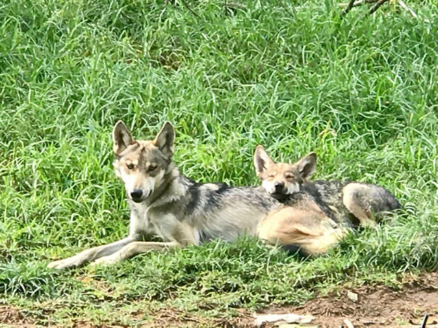 Zoológicos de Durango conservarían al libo mexicano