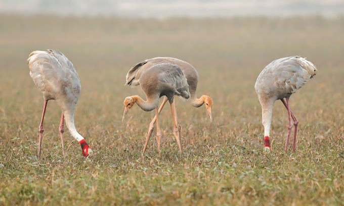 A Sarus family foraging in the evening time