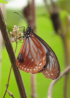 Parantica tytia tytia, Chestnut Tiger