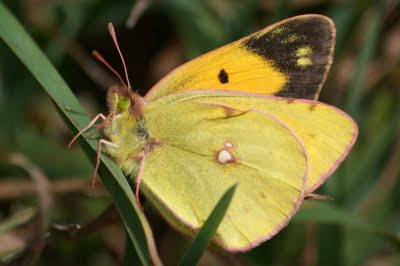 Oranje Luzernevlinder - Oranje Luzerneflinter - Colias croceus