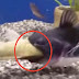 What Happened When They Put These Catfish Together In The Same Tank Is Insane