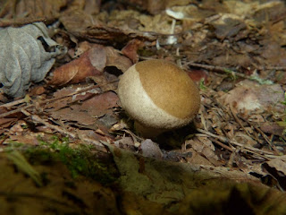 Lycoperdon sp. - Vesse-de-loup non identifiée