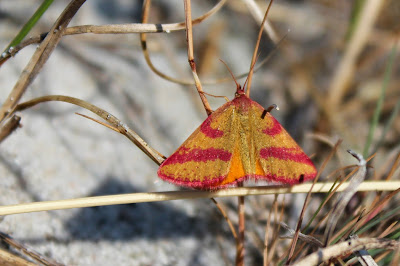 Zuringspanner - Poarperspanner - Lythria cruentaria