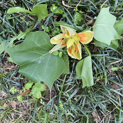 bee,beekeeping,tulip poplar, white clover,spiderwort,spring,swarm trap,swarm lure,