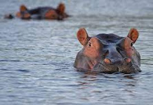 Hipopótamo na água, somente com a cabeça de fora.