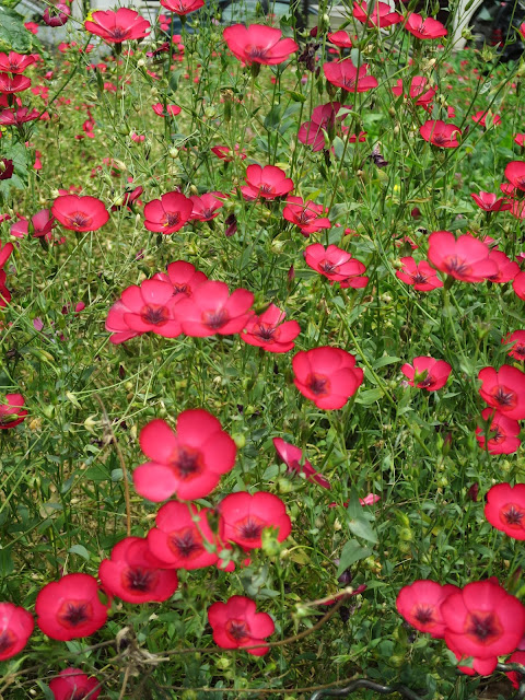 Paris - jardin du bataillon de l'ONU - image JPG