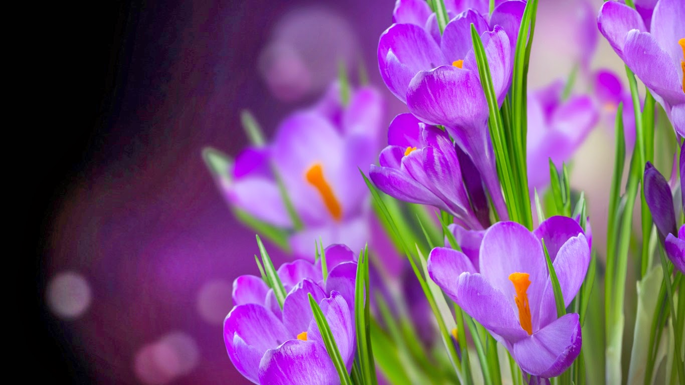 HD Cute Flowers PC Wallpapers - A2Z Wallpaper