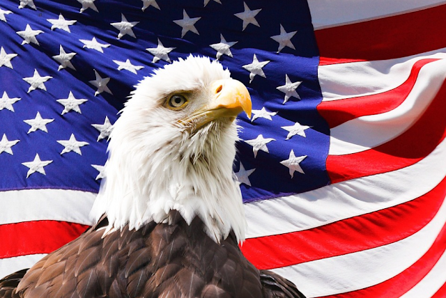 American national bird is Bald Eagle.