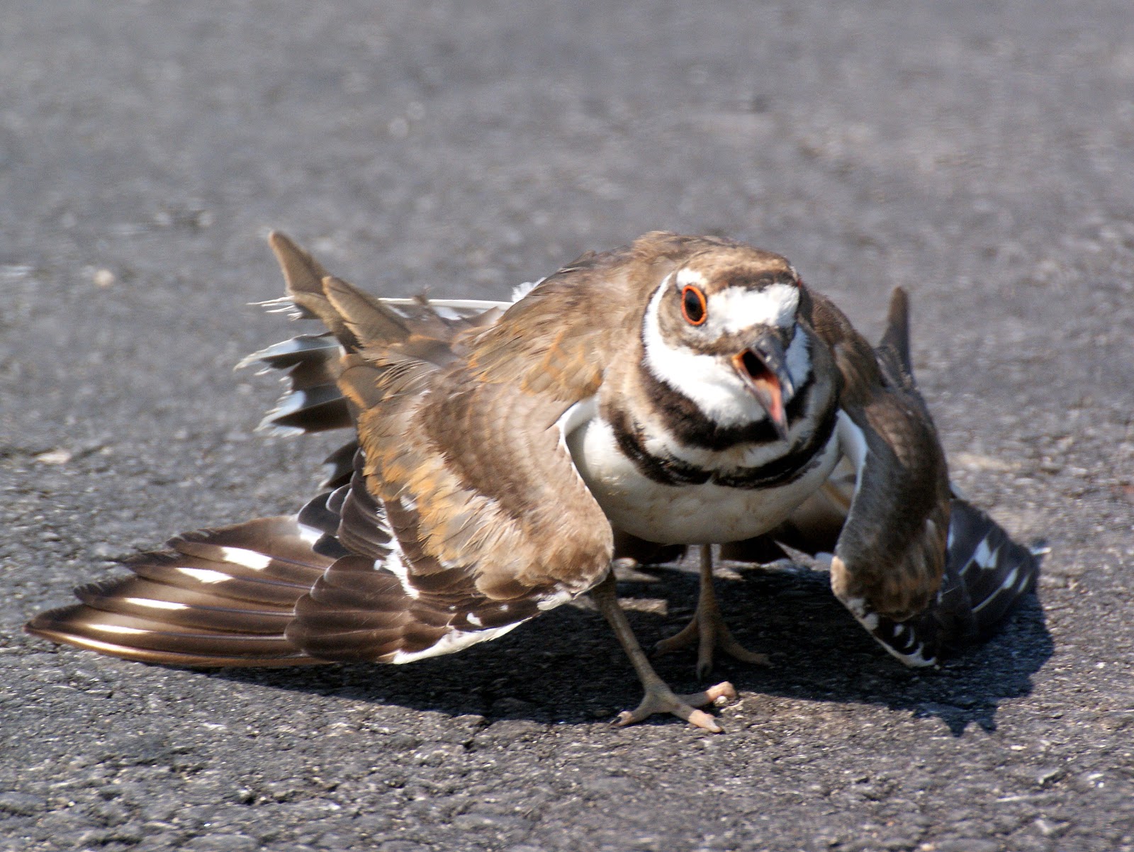 where to take injured birds