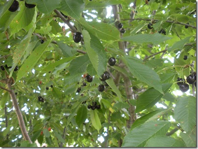 Black Cherries 001