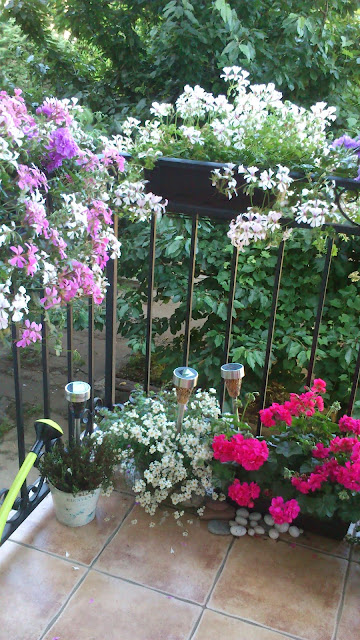 pelargonie, balkon