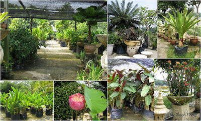 MY GREEN FINDER  Plant Vendors: Pelangi Landscape