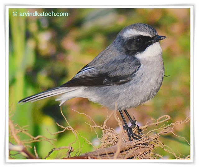 Grey Bush Chat, Saxicola ferreus