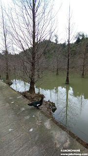 苗栗景點|三灣落羽松秘境莊園,不同季節不同感受。