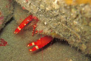 Red Reef Lobster in Tenerife