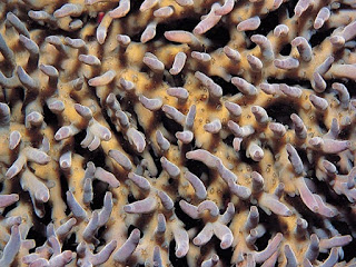 Batu Karang Jenis Acropora Caroliniana aksial radial