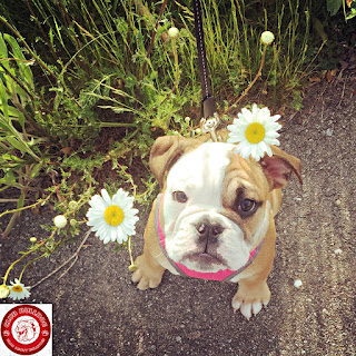 English Bulldog Puppy with Daisy