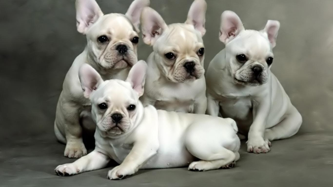 French Bulldog Puppies Wallpapers & Pics | Fun Animals Wiki, Videos ...
