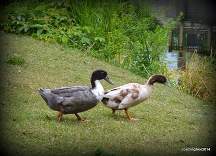 Ducks